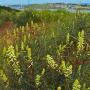 San Joaquin Milkvetch (Astragalus asymmetricus): Also called San Joaquin Locoweed-- this native is poisonous.